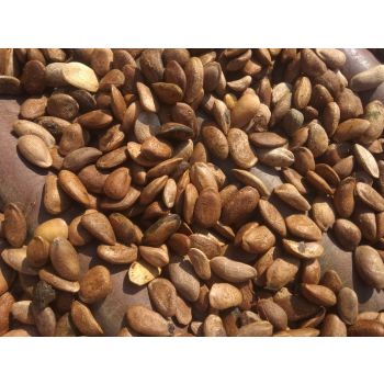 Natural Medicinal Citrullus Colosynthis Trichosanthes Wallichiana Seeds